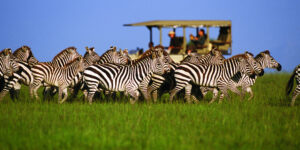 Tanzania Safari – 5 Nights / 6 Days