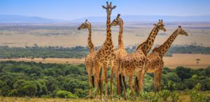 Masai Mara Safari – 5 Nights / 6 Days